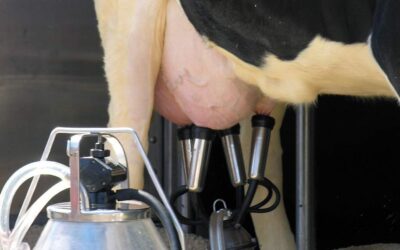 Did you know that Cow´s Milk is now known to be one of the causes of cancer?